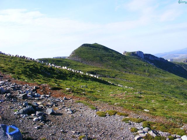 Charpatian_ Mountains_sheeps